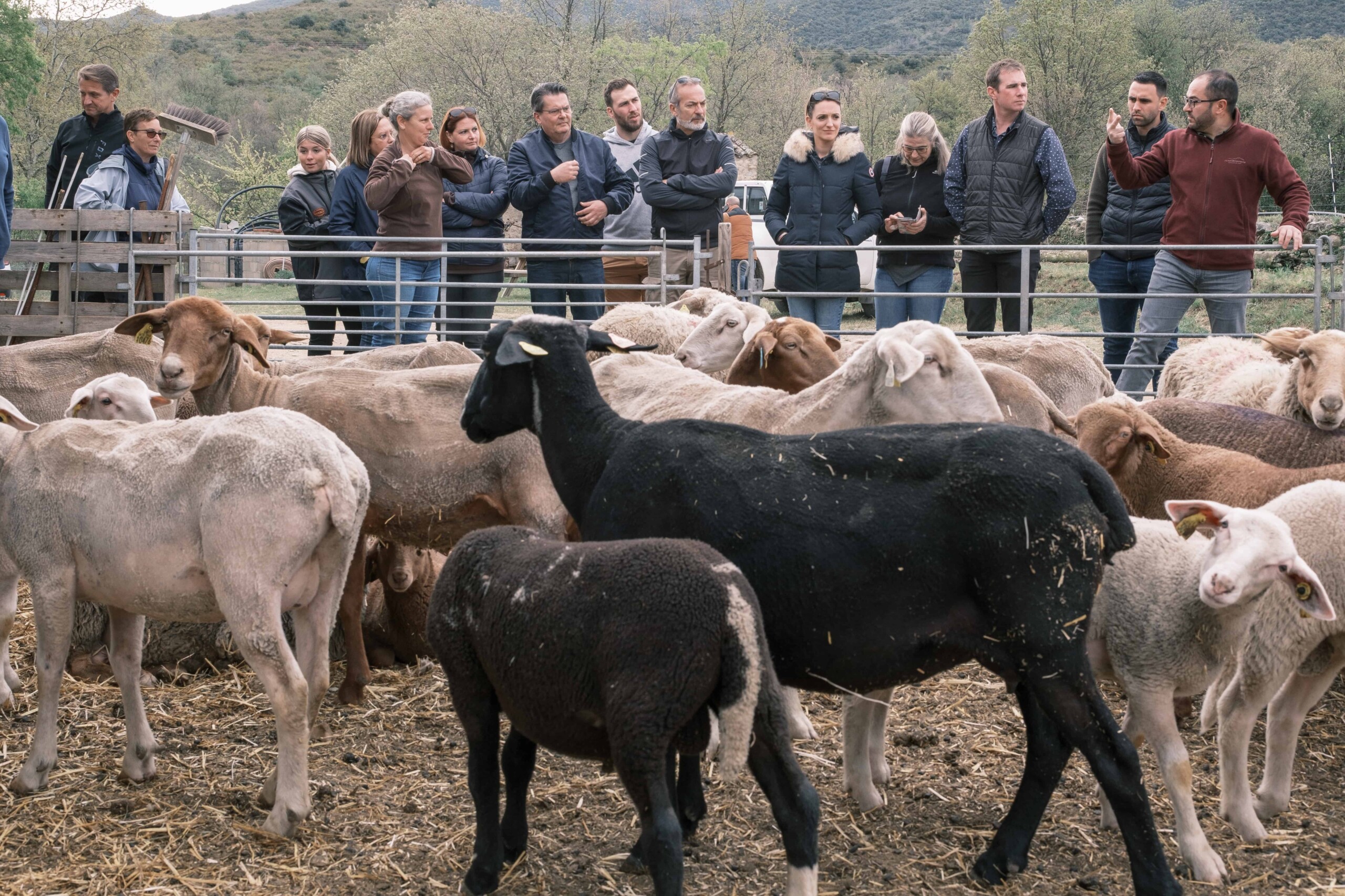 transhumancia journeesGuasch 15 scaled Guasch Viandes